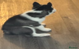 Siberian Husky dogs for sale: Adorable Husky Puppies  - Image 14