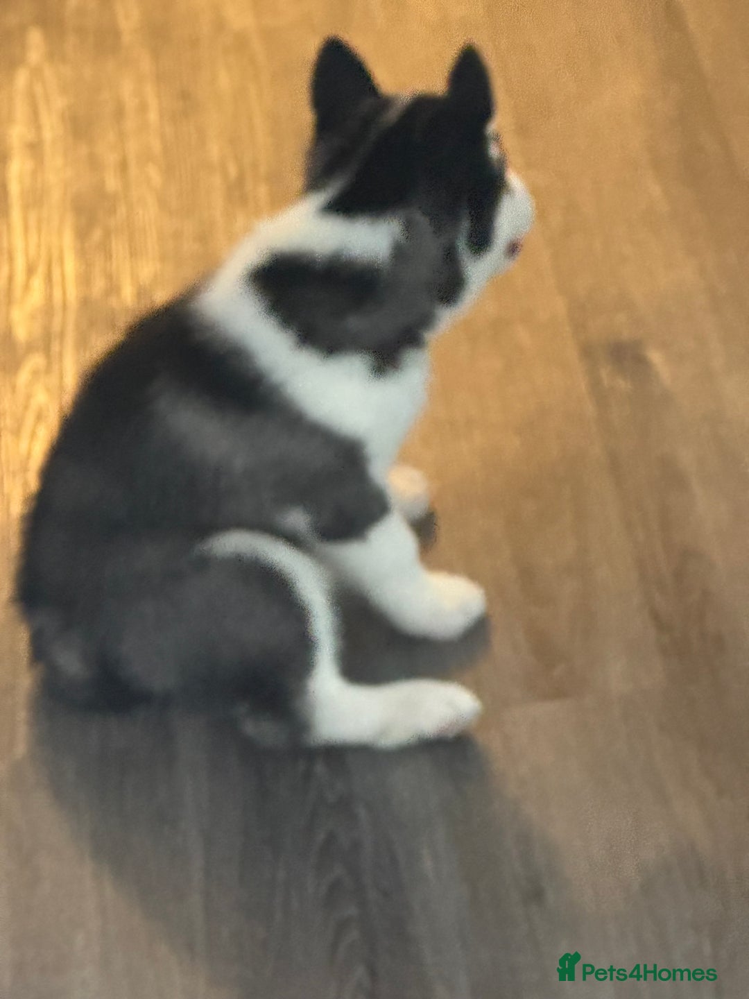 Siberian Husky dogs for sale: Adorable Husky Puppies  - Image 14