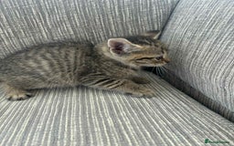 Mixed Breed cats for sale: 6 beautiful kittens - Image 7