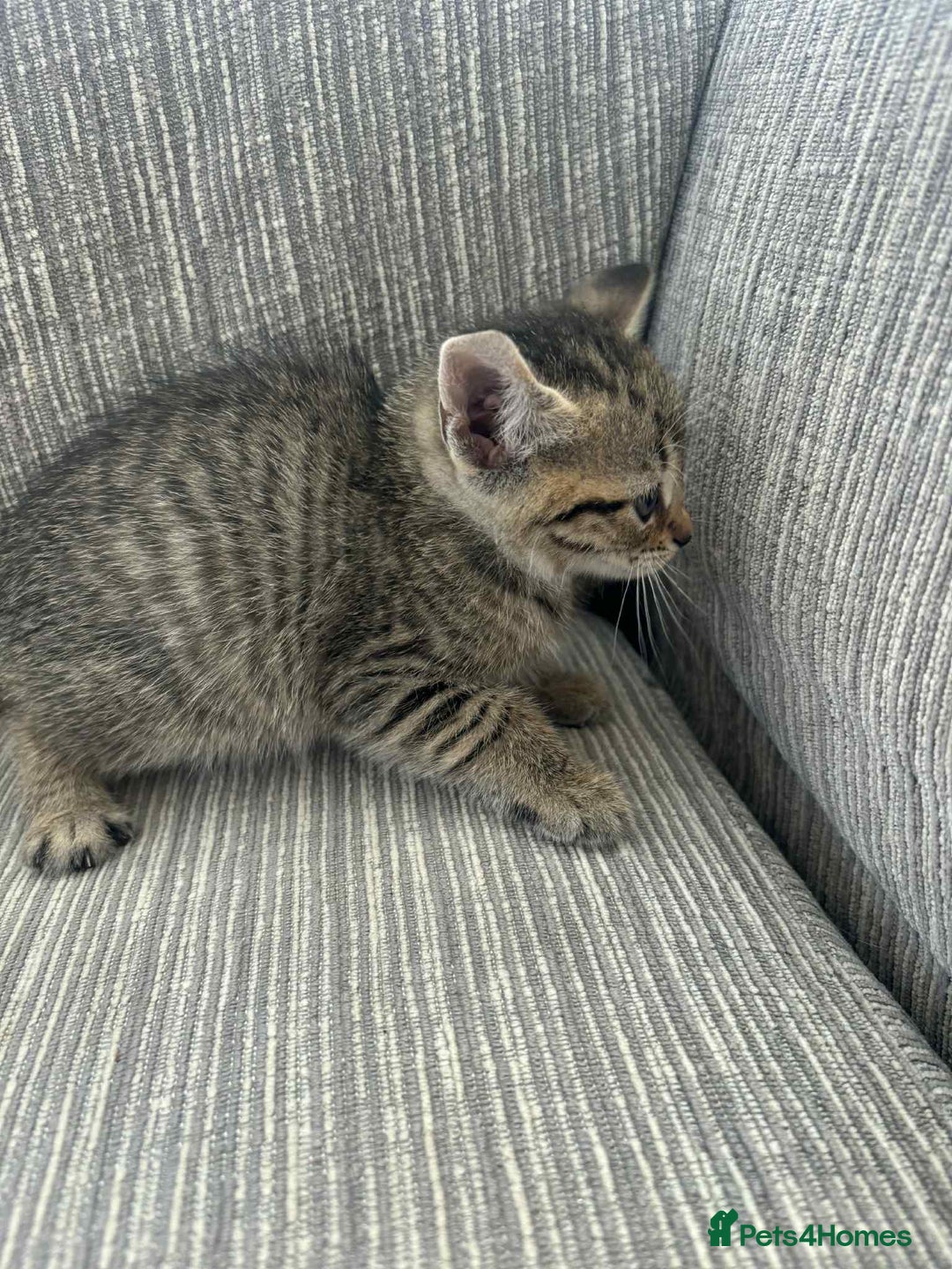 Mixed Breed cats for sale: 6 beautiful kittens - Image 7