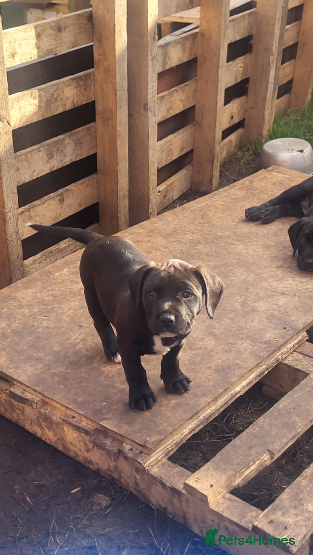 Mixed Breed dogs for sale: Stunning litter of puppies - Image 10