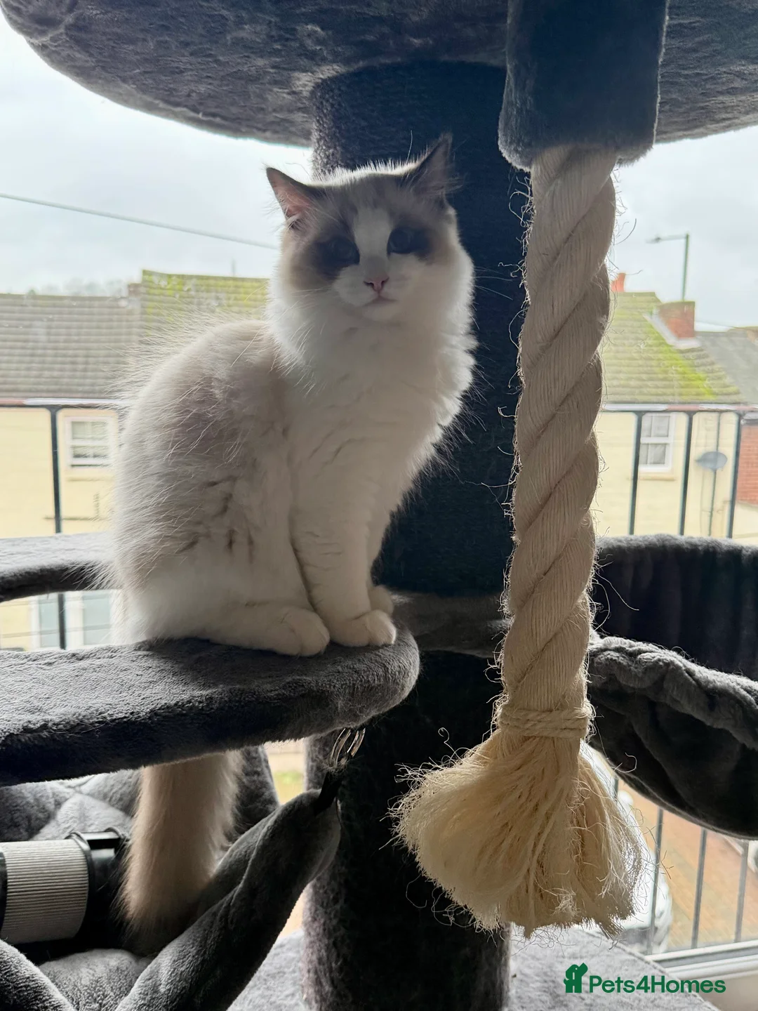 Ragdoll cats for sale: Handsome Seal Bicolour Boy 💙 - Advert 2
