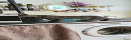 Bengal cats for sale: Bengal kittens - Advert 3