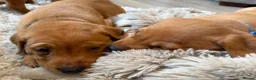 Labrador Retriever dogs for sale: Stunning fox red Labrador pups 🐶  in Rotherham - Advert 27