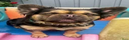 French Bulldog dogs for sale: Chocolate & Tan fluffy French Bulldog  - Advert 2