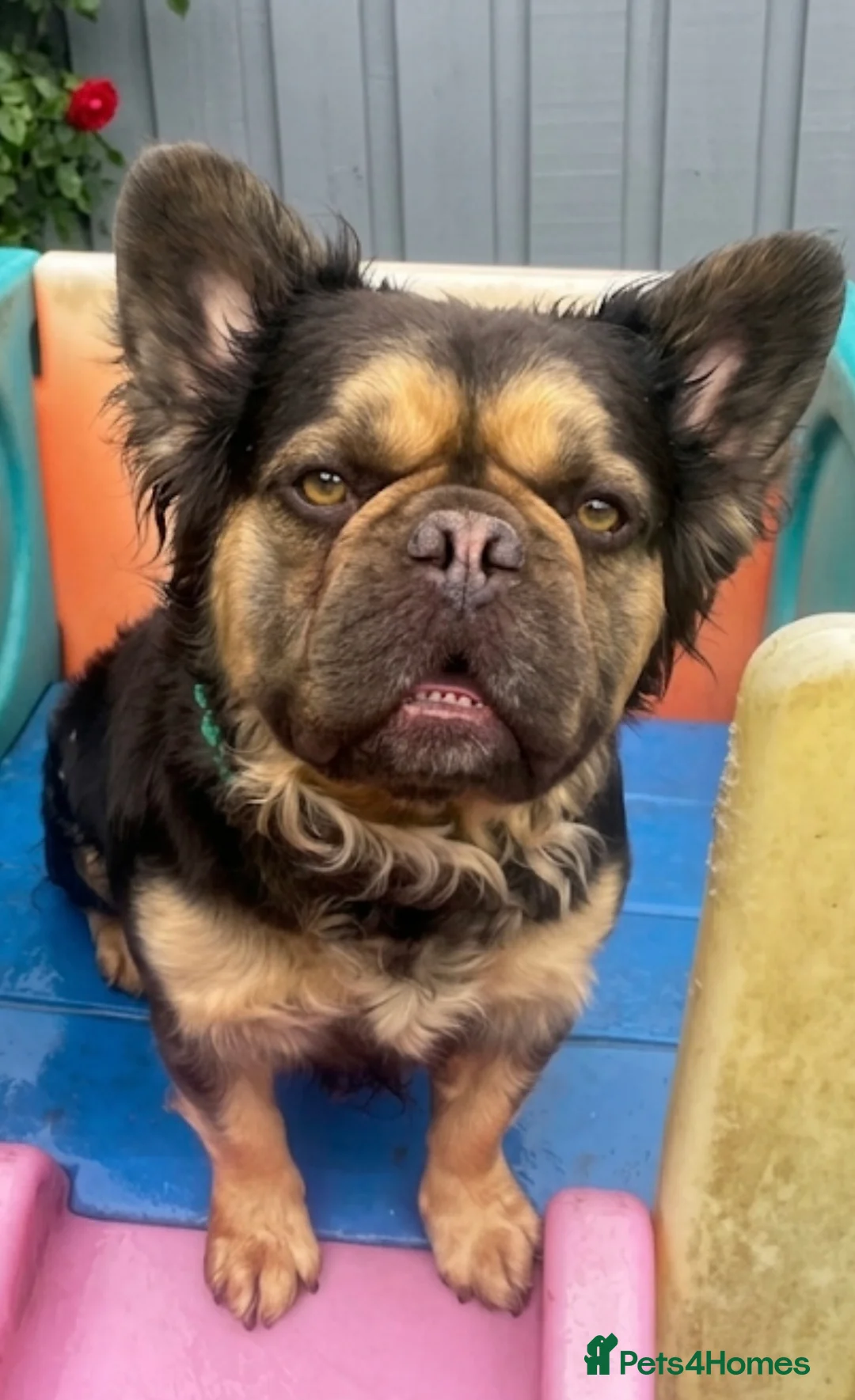 French Bulldog dogs for sale: Chocolate & Tan fluffy French Bulldog  - Advert 2