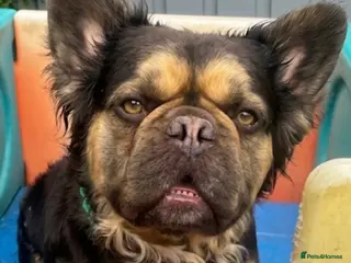 French Bulldog dogs Beautiful Male Fluffy Frenchie - Advert 1