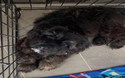 Mixed Breed dogs for sale: Shih tzu x cockerspaniel puppies  - Image 2