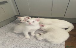 Turkish Van cats for sale: Gorgeous & Loving Turkish Van Kittens - Image 14
