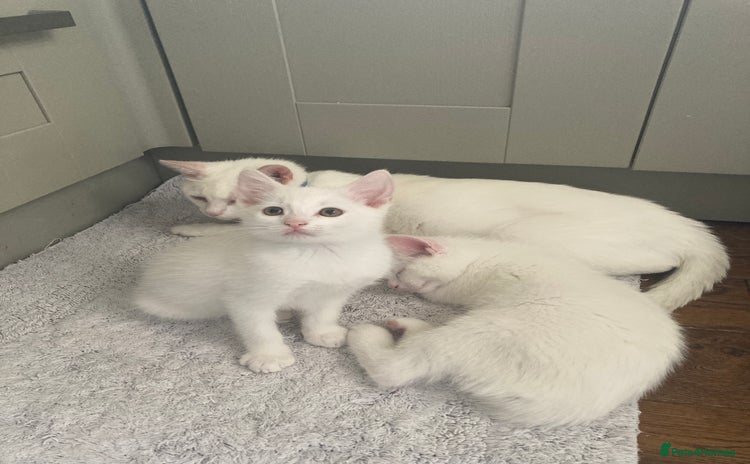 Turkish Van cats - Advert 1