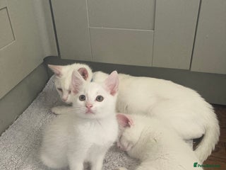 Turkish Van cats Gorgeous & Loving Turkish Van Kittens - Advert 7
