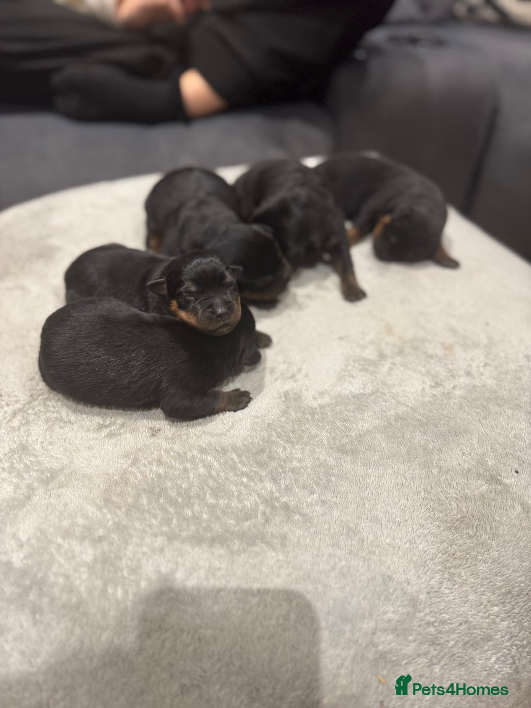 Rottweiler dogs for sale: Rottweiler Puppies - Advert 16