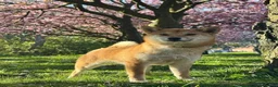 Japanese Shiba Inu dogs for sale: Kc registered Shiba Inu  - Advert 6