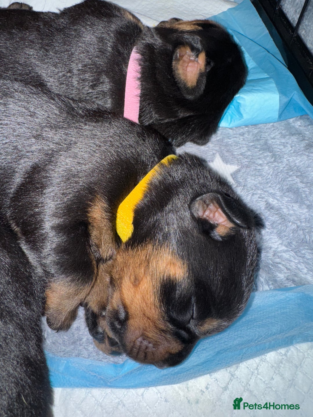 Rottweiler dogs for sale: KC Rottweiler puppies  - Advert 10