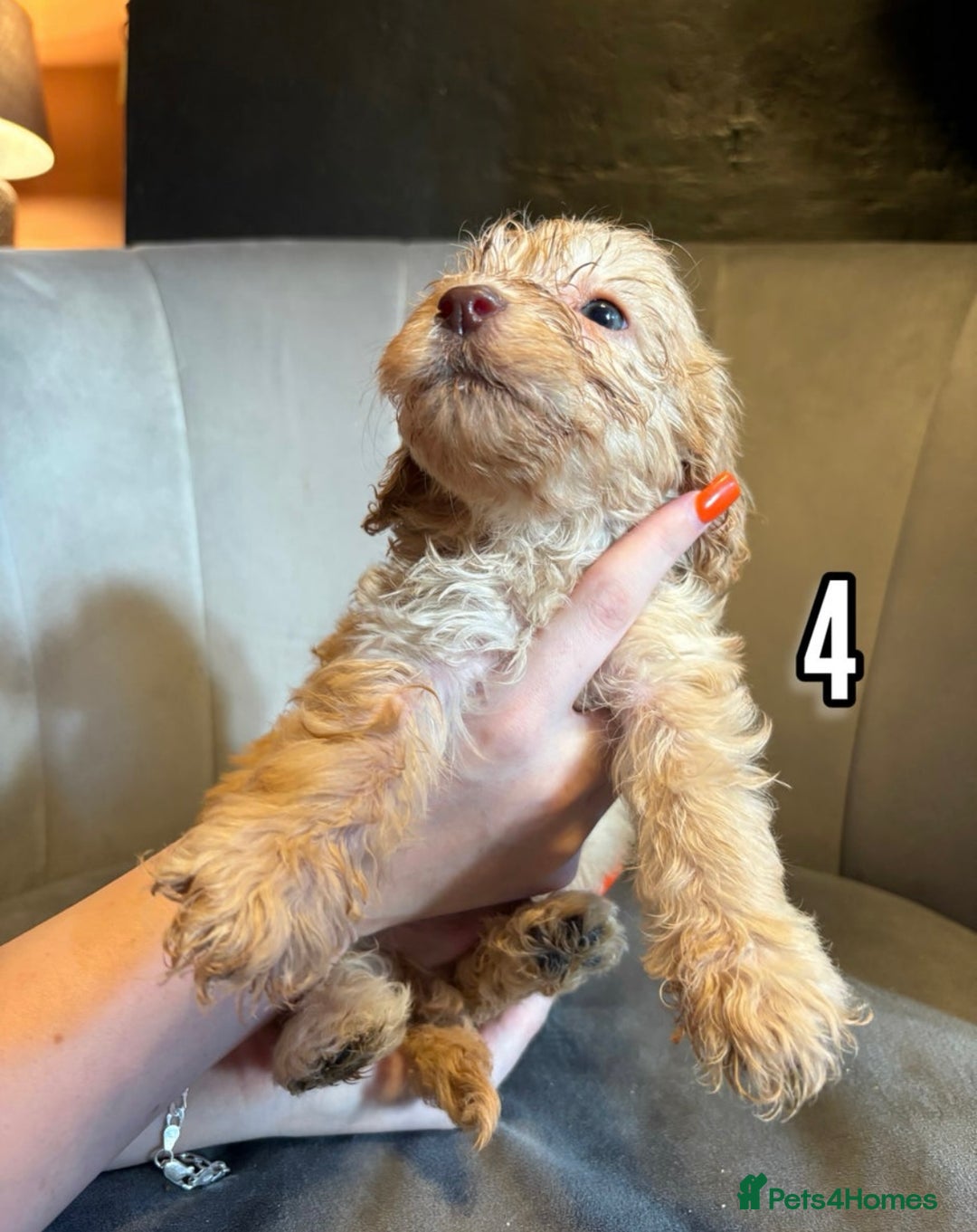 Cockapoo dogs for sale: Lovely Male Cockapoo puppies.  - Image 4