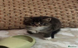 Russian Blue cats for sale: Russian blue and Turkish angora cross - Image 7