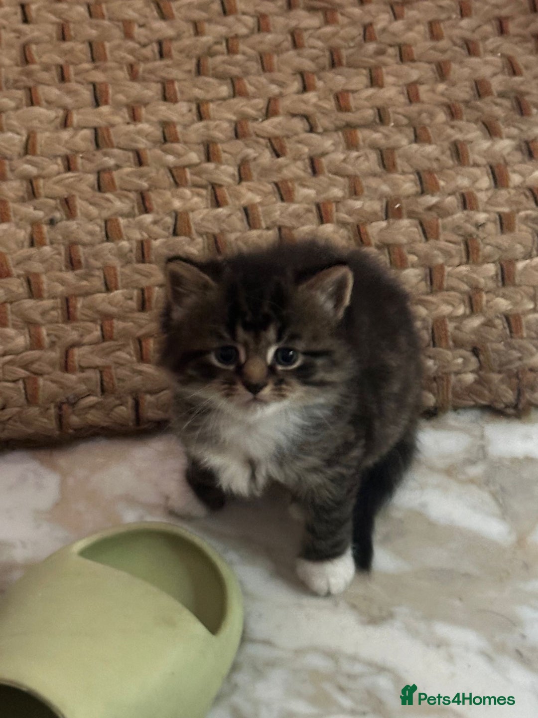Russian Blue cats for sale: Russian blue and Turkish angora cross - Image 7