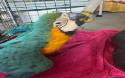 Macaws birds for sale: Hand reared blue & gold Macaw Chick - Image 20