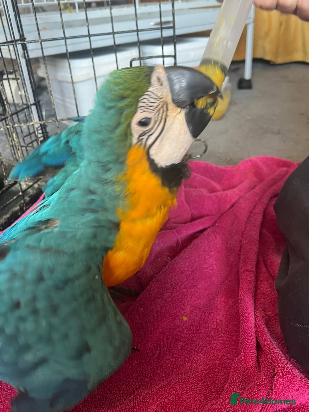 Macaws birds for sale: Hand reared blue & gold Macaw Chick - Image 20