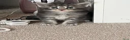 Maine Coon cats for sale: Maine coon kittens  in Leigh-on-Sea - Advert 16