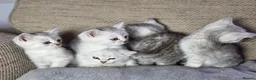 British Longhair cats for sale: British longhair mixed breed in Stoke-on-Trent - Advert 5
