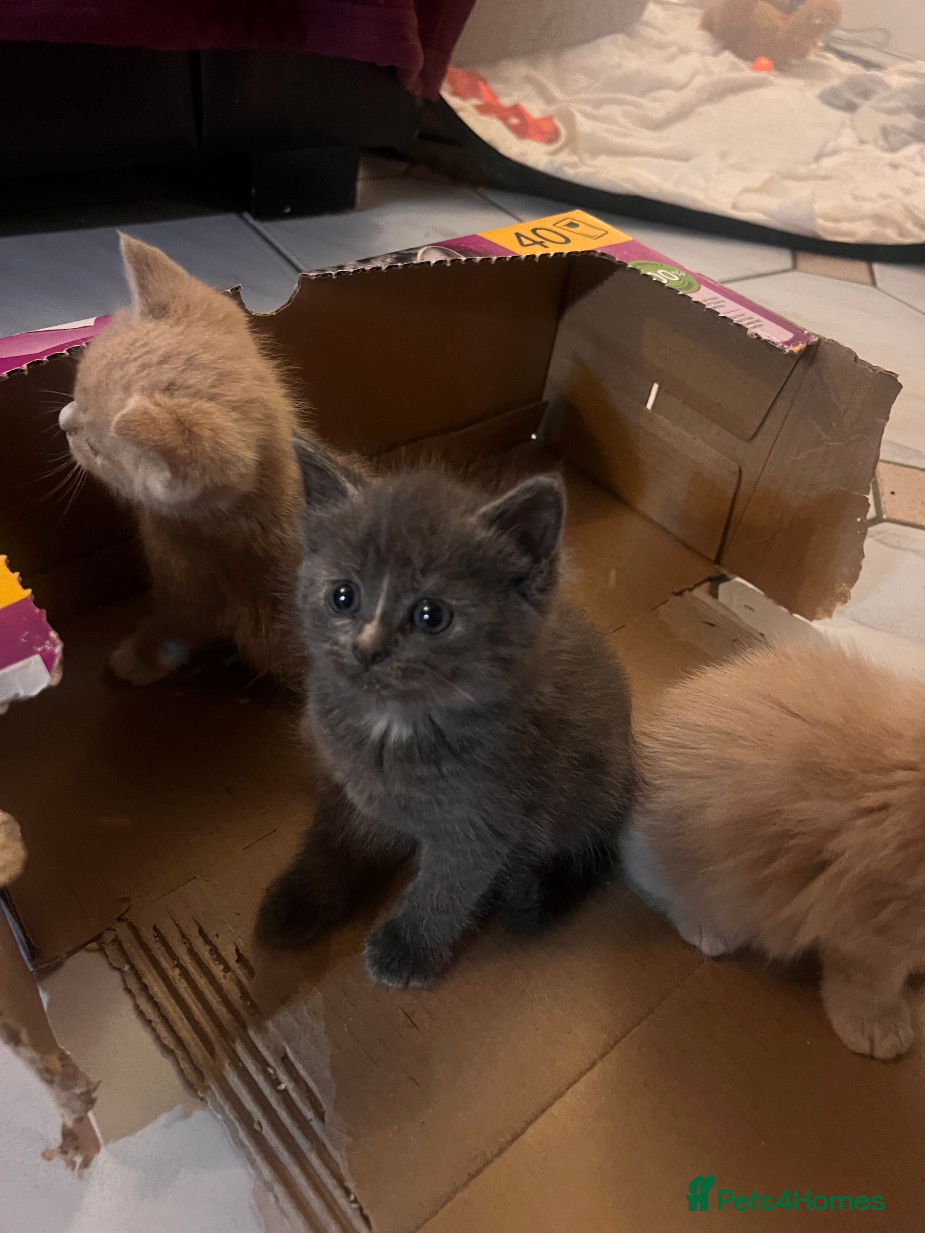 Mixed Breed cats Beautiful Persian Mix Kittens – 4 Boys & 3 Girls - Advert 2