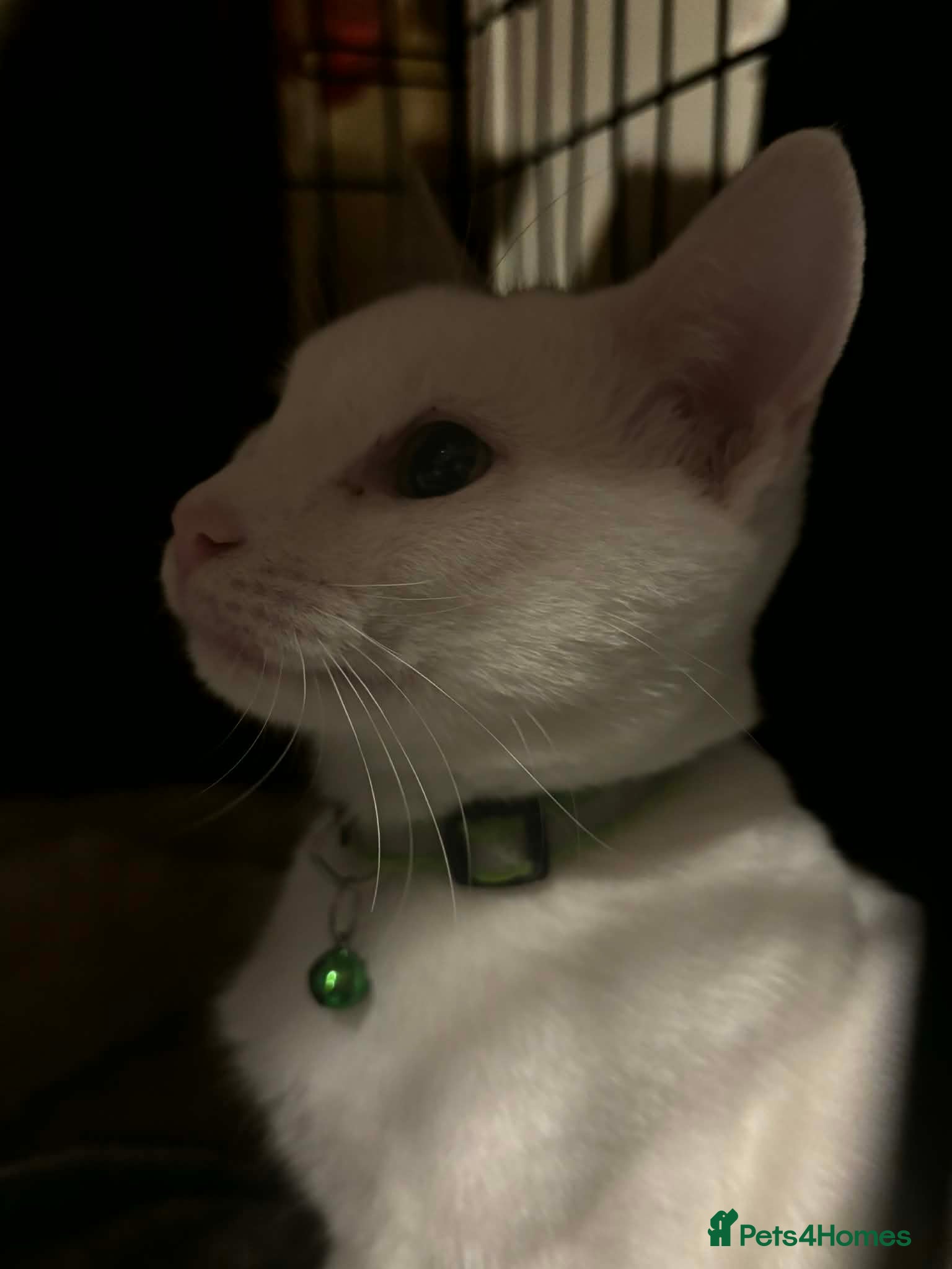 Mixed Breed cats Goose and Casper - Advert 2