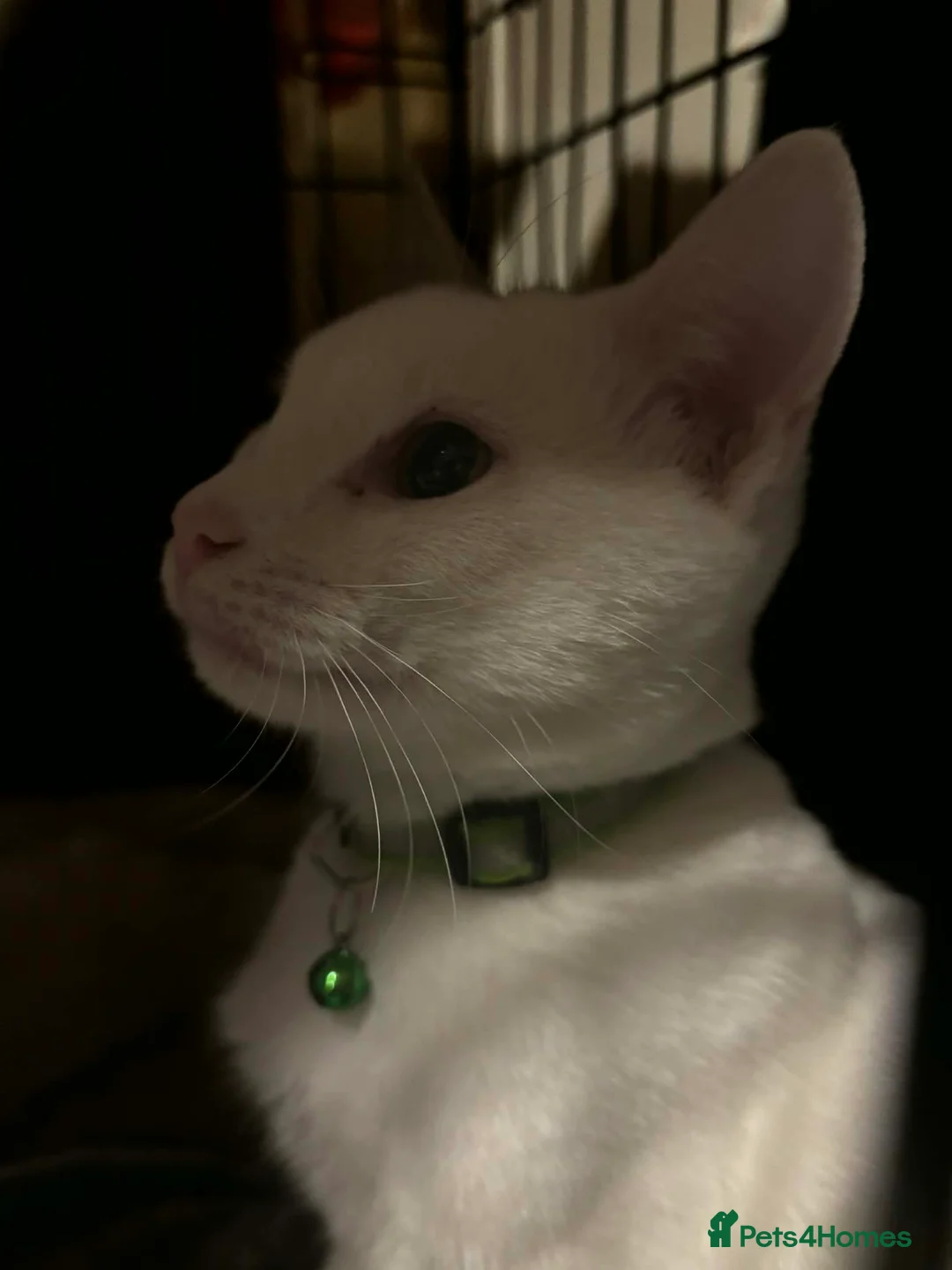 Mixed Breed cats for sale: Goose and Casper in Launceston - Advert 1