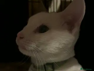 Mixed Breed cats Goose and Casper - Advert 3