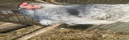 Chickens poultry for sale: Lavender Pekin bantam pullets (hens)  - Advert 1