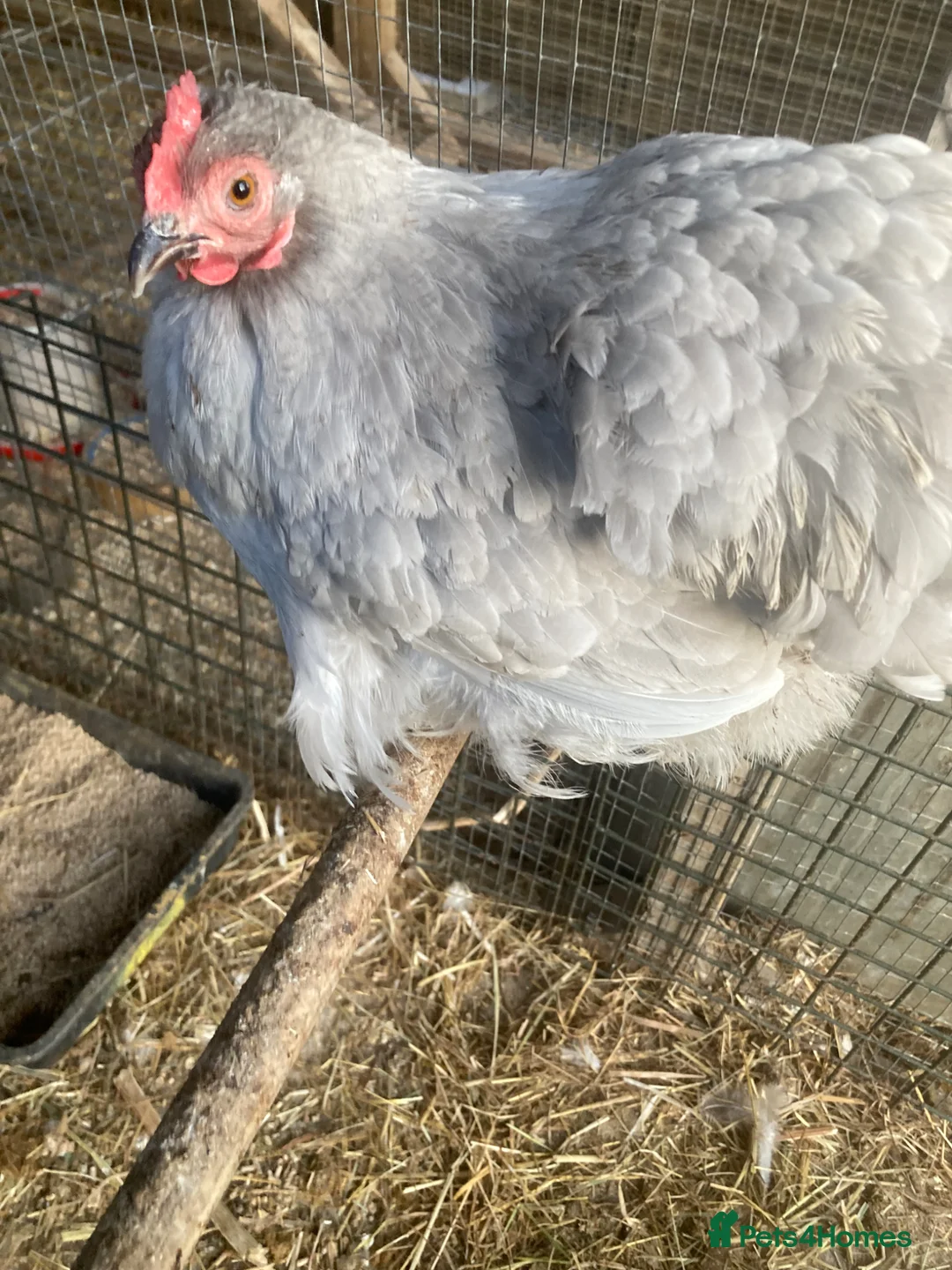 Chickens poultry for sale: Lavender Pekin bantam pullets (hens)  - Advert 1