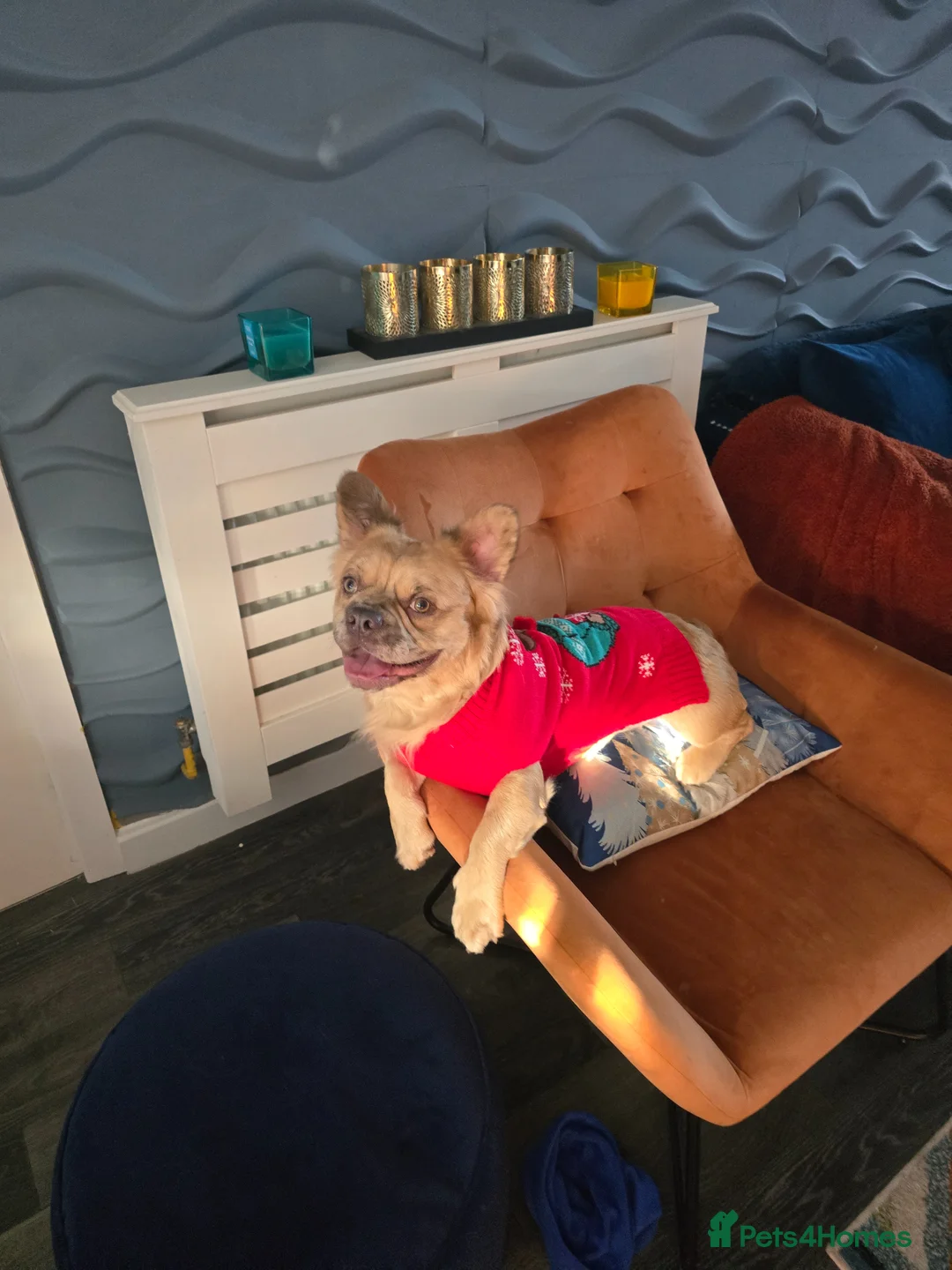 French Bulldog dogs for sale: Fluffy frenchie  - Advert 5