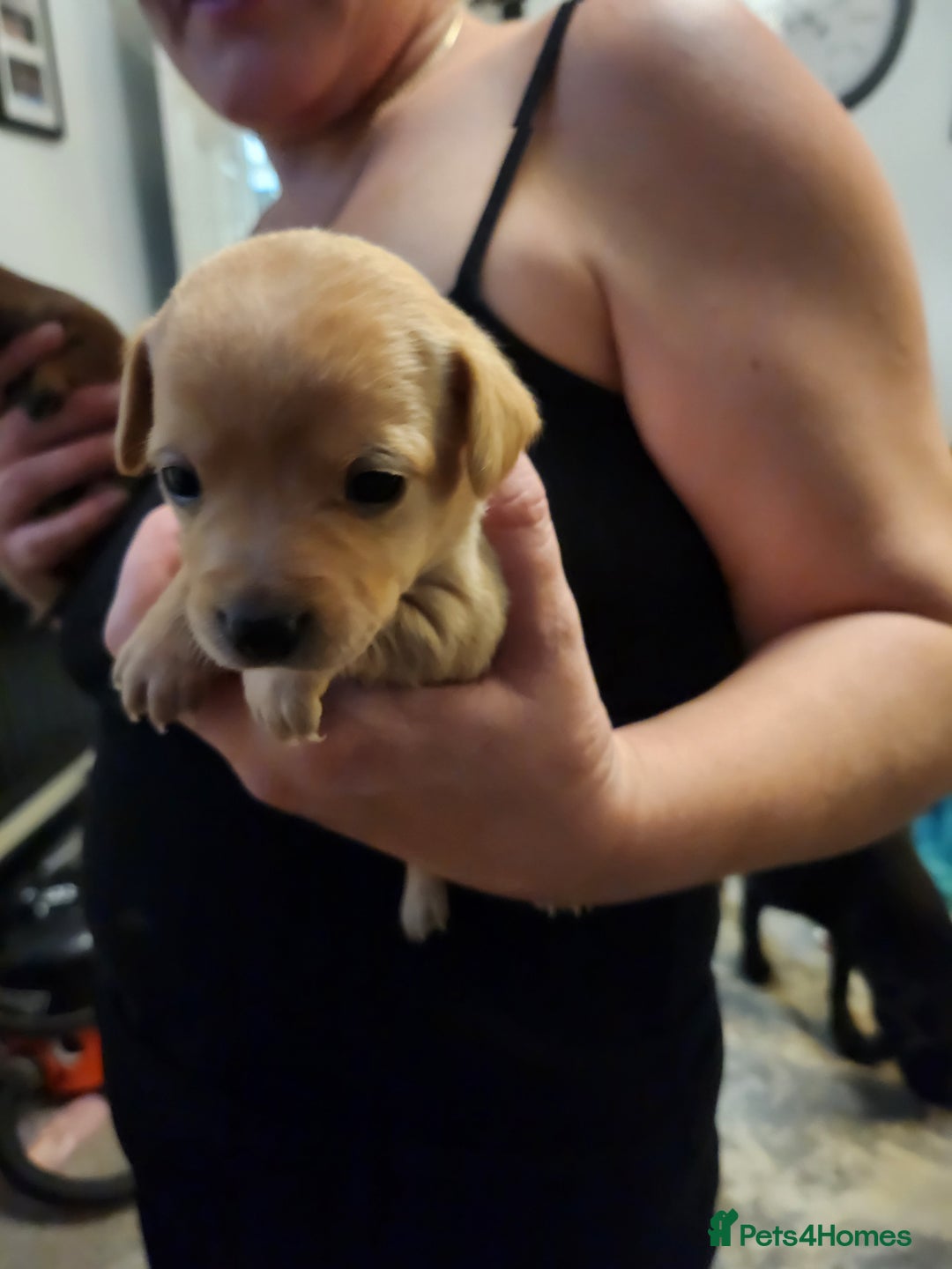 Mixed Breed dogs for sale: Beautiful jackchi puppies  - Image 27
