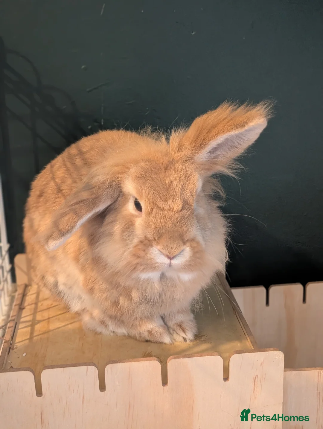 Lionhead rabbits for sale: 2 lionhead Rabbits looking for loving home in Nottingham - Advert 9