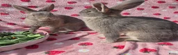 Mixed Breed rabbits for sale: 4 very tame Blue fawn plush mini lop rabbit - Advert 17