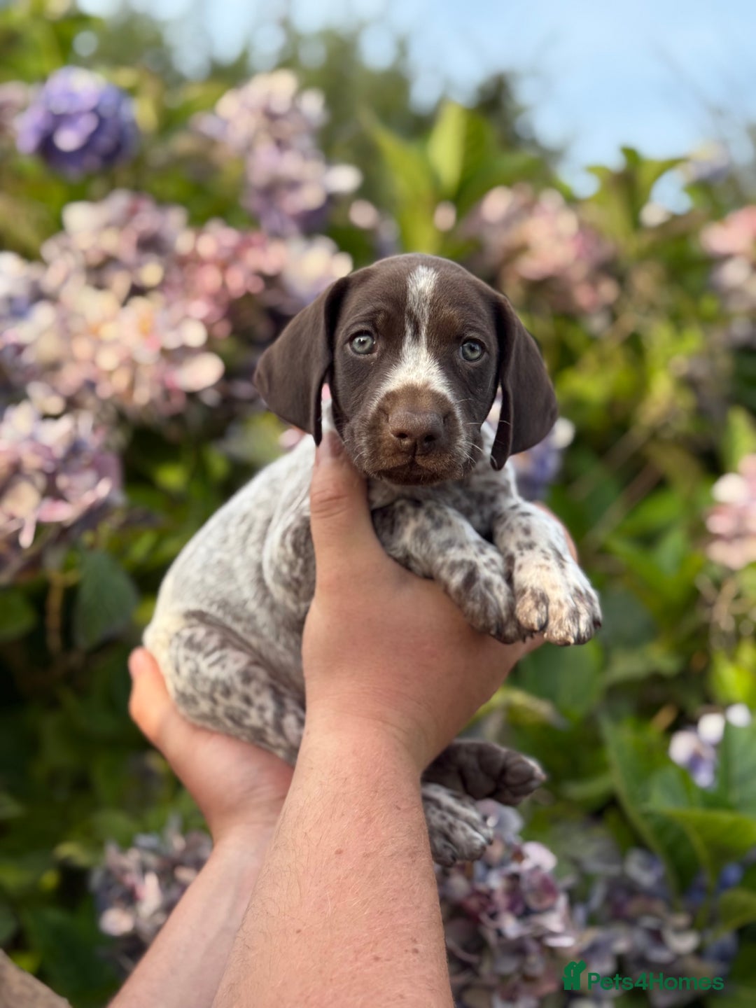 German Shorthaired Pointer dogs for sale: German Shorthaired Pointer Puppies - Image 23