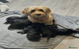 Cockapoo dogs for sale: Male Cockapoo - 8 weeks old  - Image 2