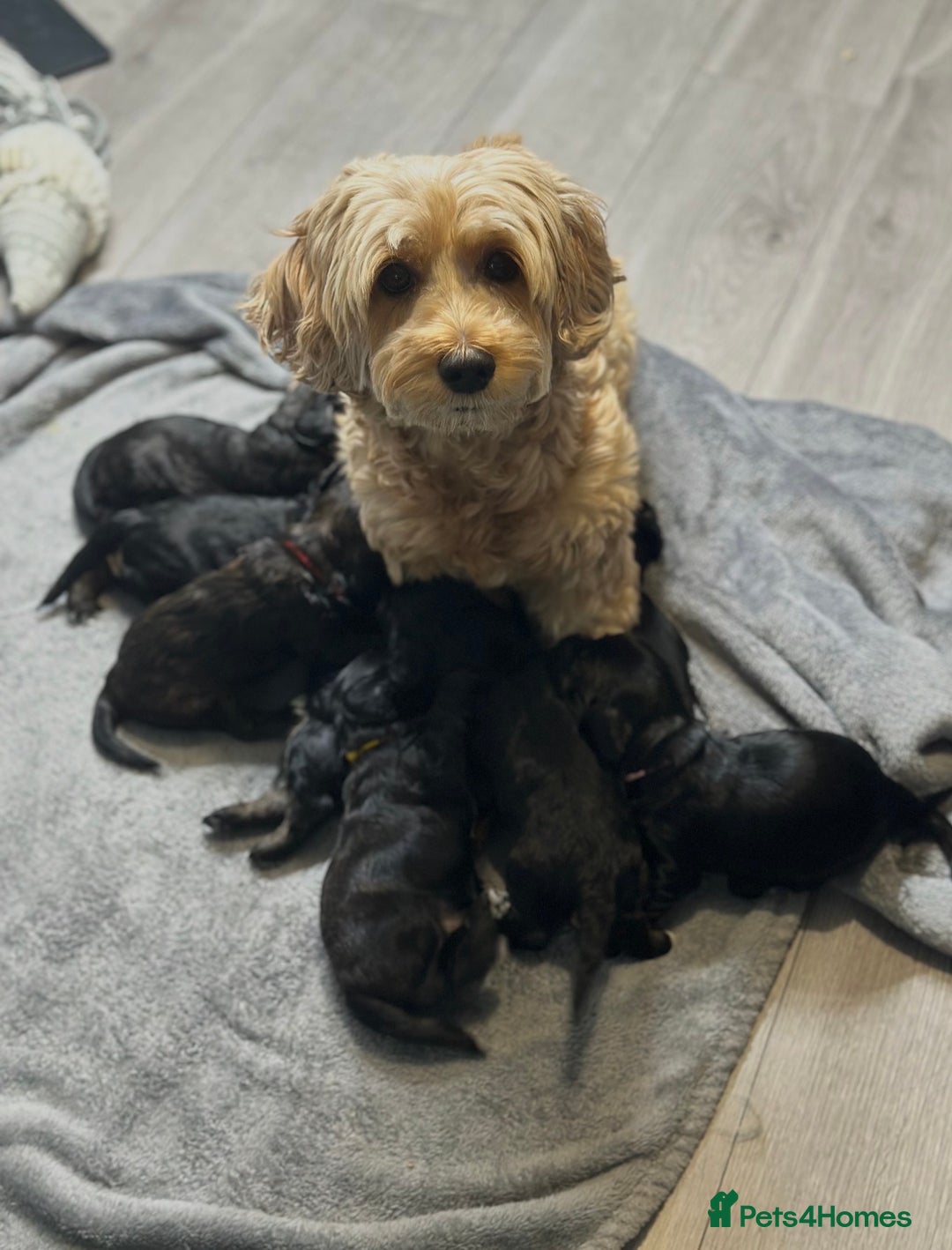 Cockapoo dogs for sale: Male Cockapoo - 8 weeks old  - Image 2