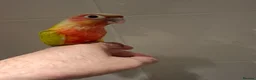 Conures birds for sale: Beautiful Hand Reared American Dilute Conure - Advert 1
