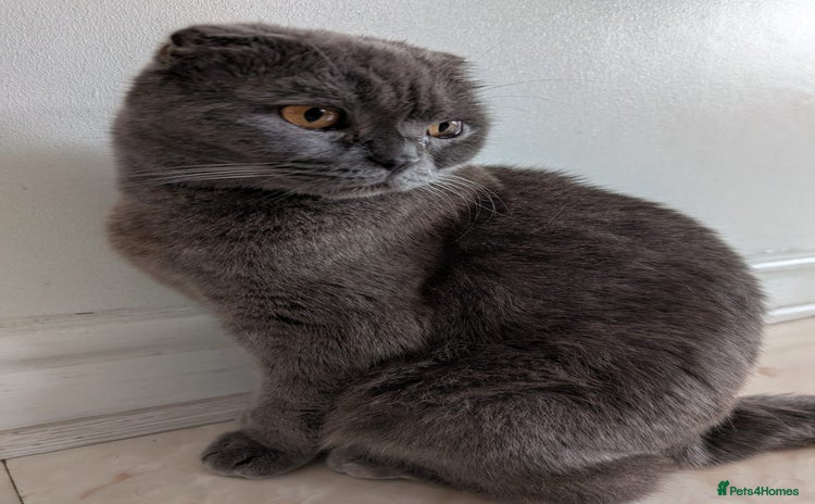 Scottish Fold cats - Advert 9
