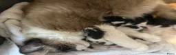 Ragdoll cats for sale: Ragdoll X kittens  in London - Advert 3