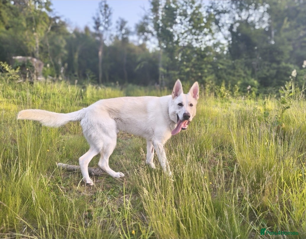 German Shepherd dogs for sale: Klaus-11 Month Old Male White Shepherd - Advert 3