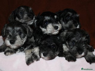 Miniature Schnauzer dogs Charming Mini Schnauzers with KC registration - Advert 6