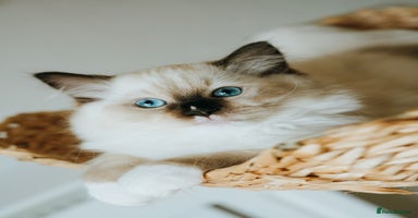 Ragdoll cats - Advert 14