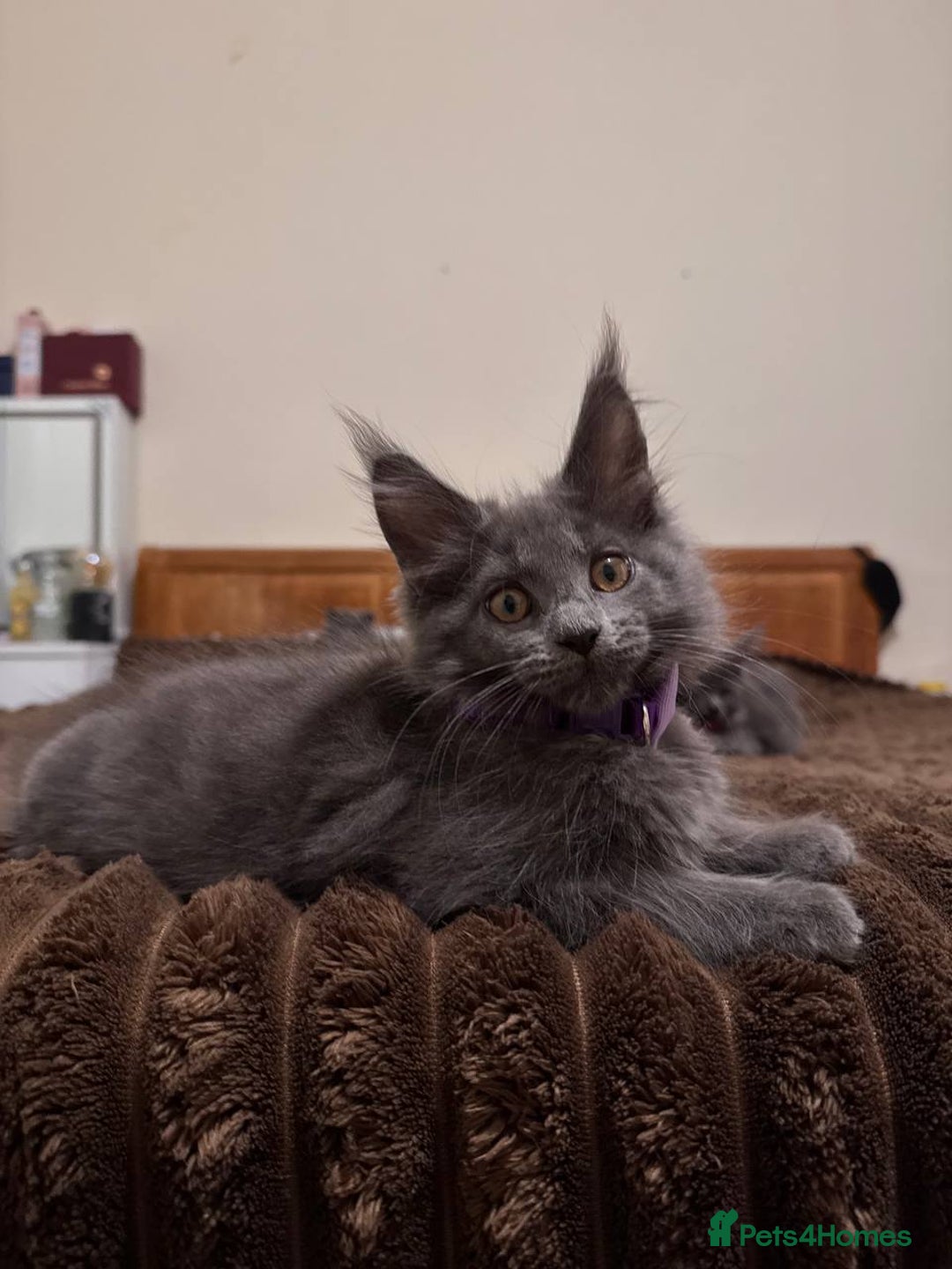 Maine Coon cats for sale: Upcoming Pedigree MaineCoonLitterReservations Open - Advert 4