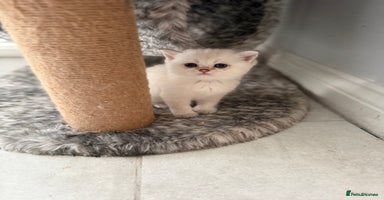 British Shorthair cats - Advert 3