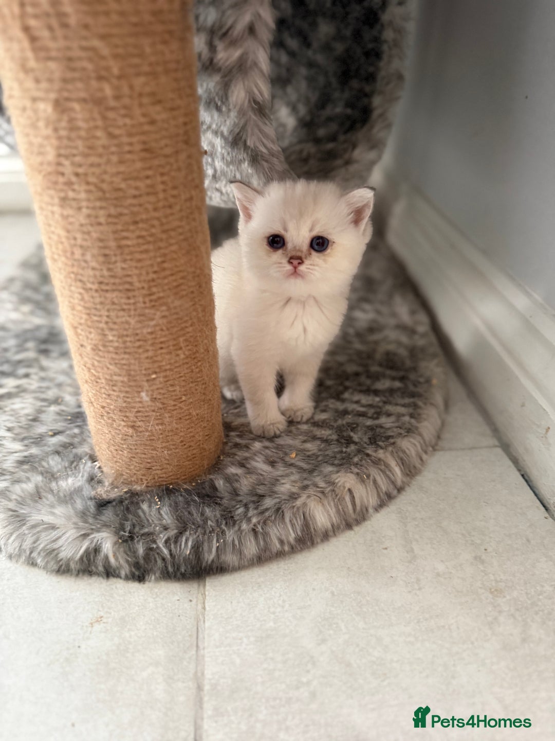 British Shorthair cats for sale: Beautiful GCCF kittens from champion lines  - Image 2