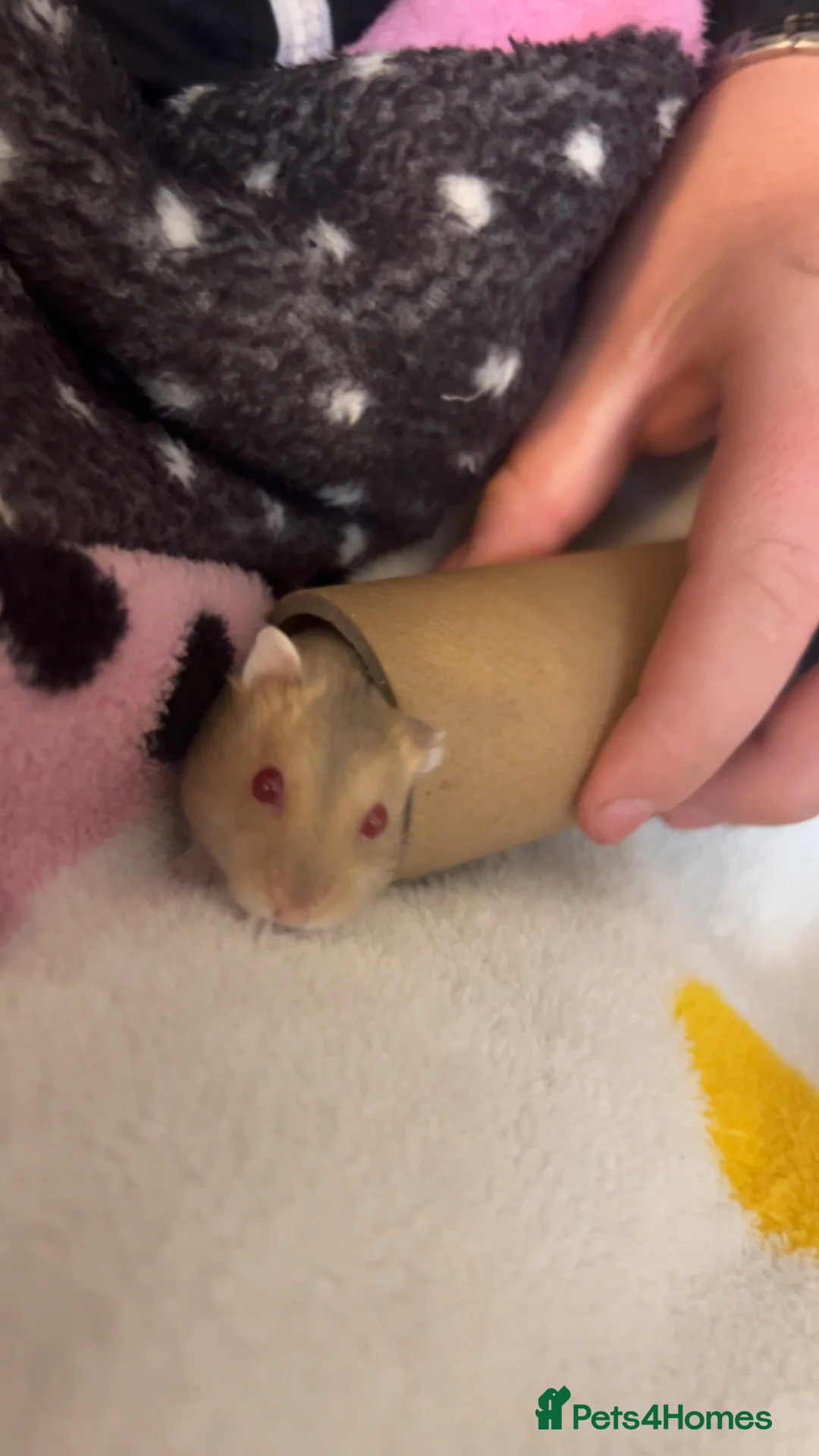 Hamster rodents for sale: 8 month old hamster with cage - Advert 2