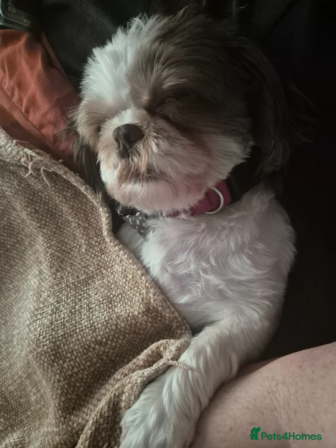 Shih Tzu dogs for sale: Peanut needs a good home - Advert 2