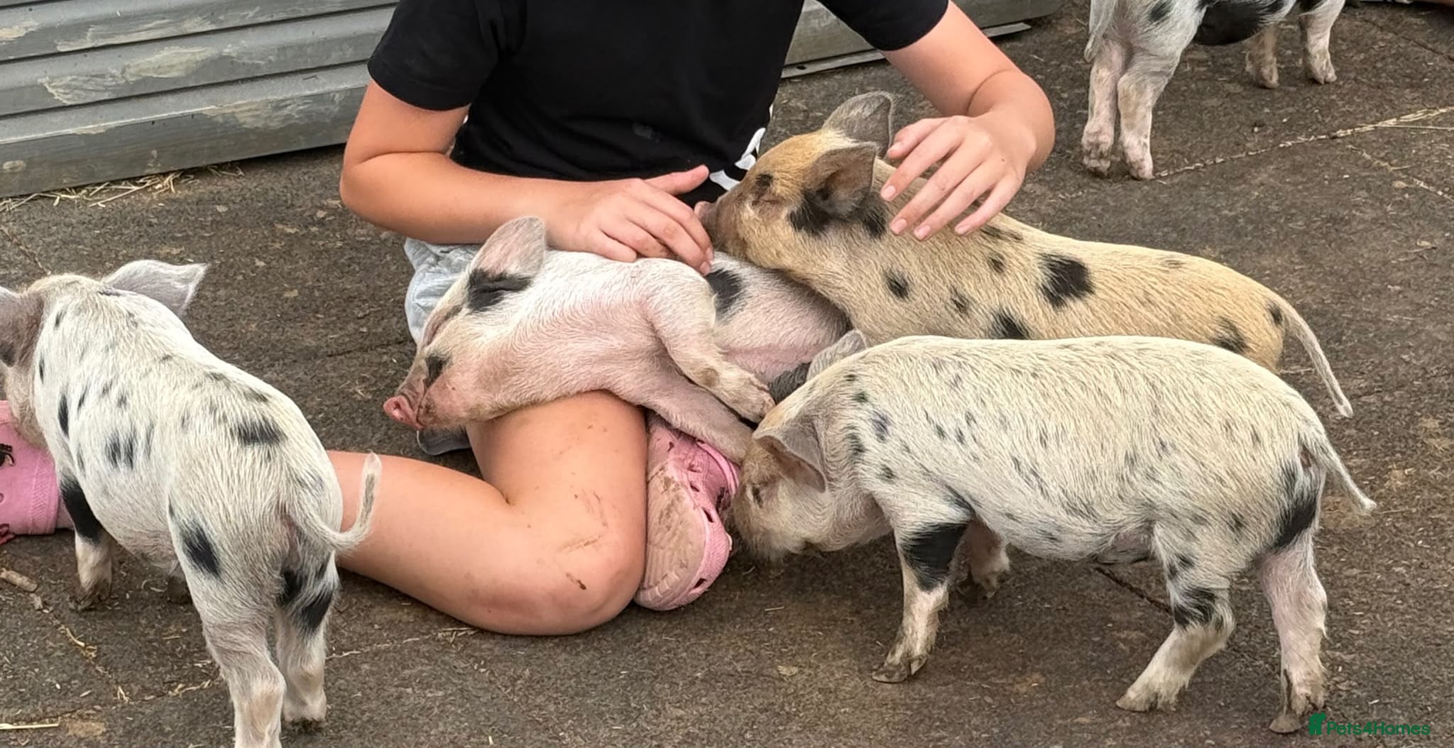 Pig livestock 🐷🍒Cherry’s delightful litter of Mini Pigs🍒🐷 - Advert 1